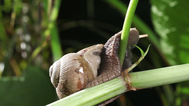 Forest snail on a big branch opening eyes and exploring surrounding

