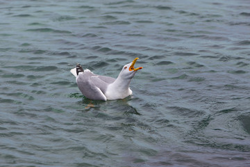 Seagull screaming