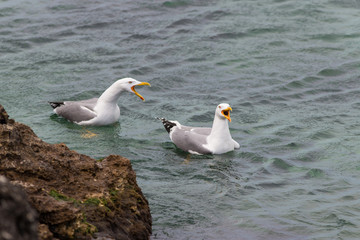 Two seagulls