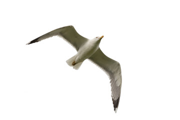 seagull in flight