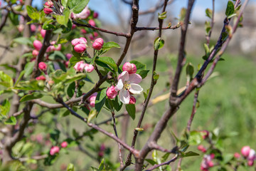pink blooming apple