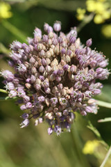 Allium ampeloprasum, ajo porro