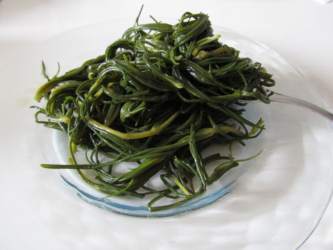 Salsola soda cotta