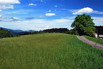 meadow, road and isolated tree near Komorovsky Grun hill not far from Bukovec village
