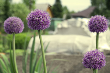 Fototapeta premium Bee and a decorative onions.