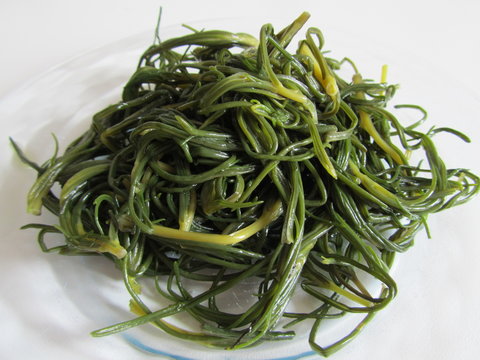 Salsola soda cotta