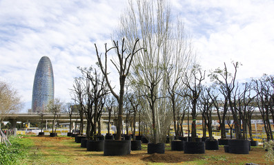 Árboles en espera de ser trasplantados en Les Glories, Barcelona