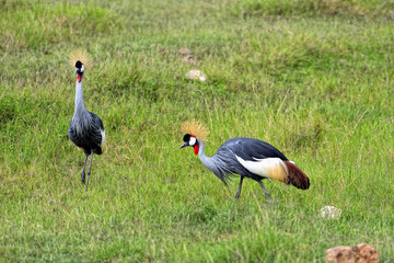 Gru coronata