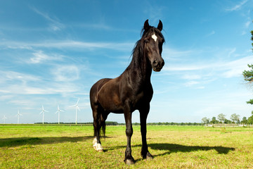 Fototapeta na wymiar picture of young Hanoverian horse