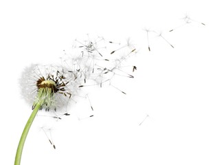 Dandelion, seed, wind.
