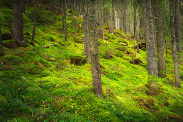 Landscape dense mountain forest and 
the ground is covered with moss.