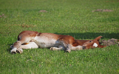 Naklejka na ściany i meble A little bay foal has a rest on a green lawn
