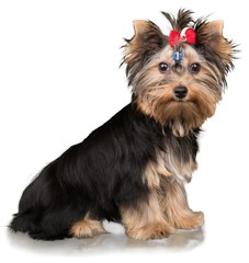 Dog, Yorkshire Terrier, Small.