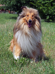 Portrait of rough collie on a natural background