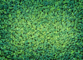 green leaf use as background