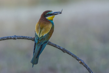 european bee-eater