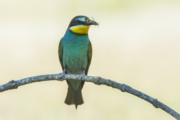 european bee-eater