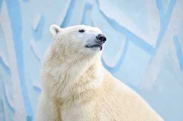 Plaid avec motif Ours polaire Белый медведь.