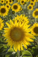 Fototapeta premium Sunflower, Species, Helianthus annuus, crop landscape, Andalusia