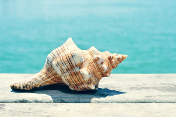 conch on an old wooden pier on the sea, with a filter effect