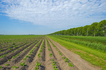 Fototapeta na wymiar Vegetables growing on a sunny field in spring