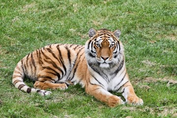 Fototapeta na wymiar Portrait of a tiger lying in the grass