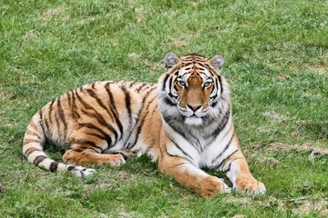 Crédence de cuisine en verre imprimé Tigre Portrait of a tiger lying in the grass