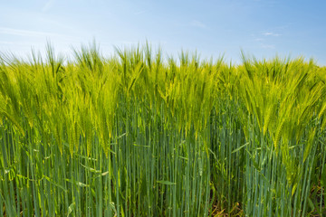 Wheat growing on a sunny field in spring
