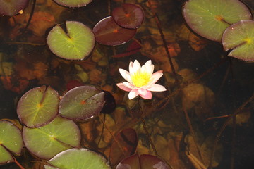 Dwarf White Waterlily (Nymphaea Candida) in Innsbruck