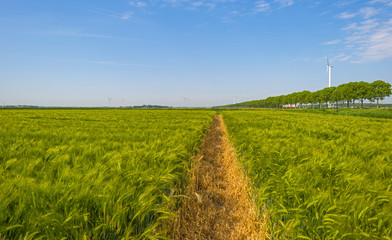 Wheat growing on a Sunny field in spring