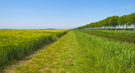 Fototapeta na wymiar Wheat growing on a Sunny field in spring