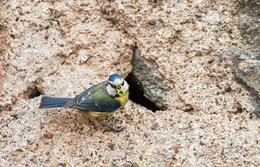Blue tit feeding young