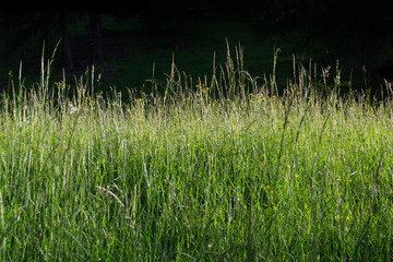Summer grassland
