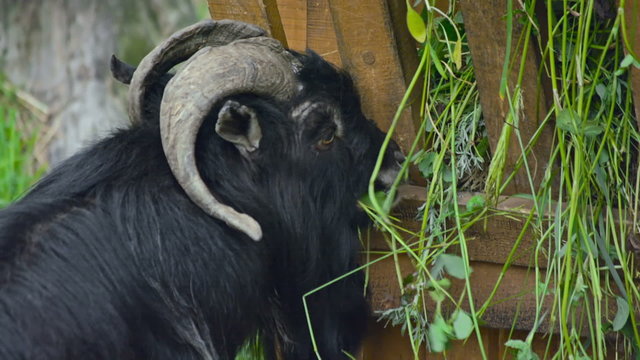 Козел Images – Browse 287 Stock Photos, Vectors, and Video | Adobe Stock