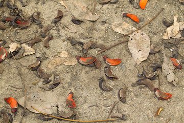 Fallen Leaves and Pods