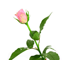 Obraz premium beautiful single pink rose on a white background..