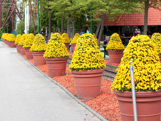 Beautiful street decorated with flowers