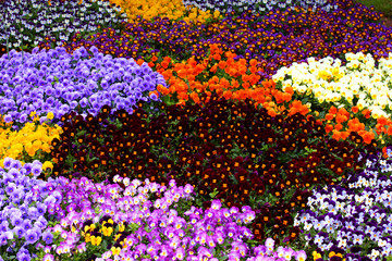 Field of colorful Pansy Flowers in Spring