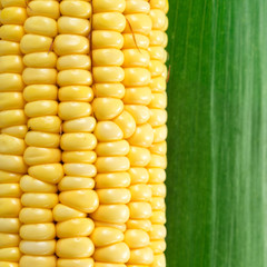 Corn
