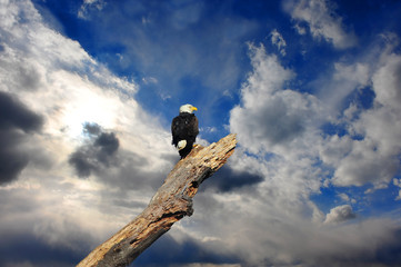 Alaskan Bald Eagle in tree with clouds