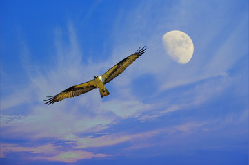 Osprey flying with moon