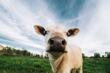Young cow looking directly at the camera