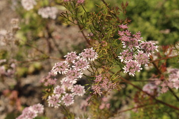 Cilantro flowers (Coriandrum Sativum) in Innsbruck