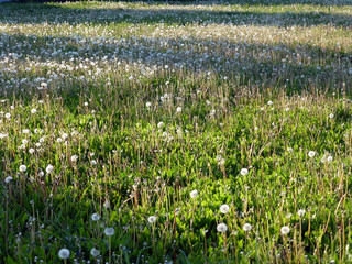 Löwenzahn © Michael Rogner