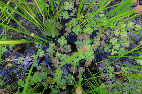 Marsilea quadrifolia (Four-leaved water clover)
