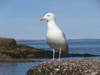 Seagull on rock at seaside