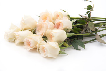white rose