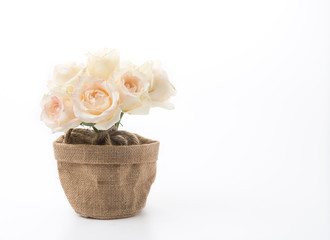 white rose