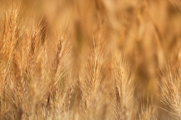 Dry yellow grass closeup background