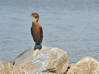 Double Crested Cormorant resting on rock
